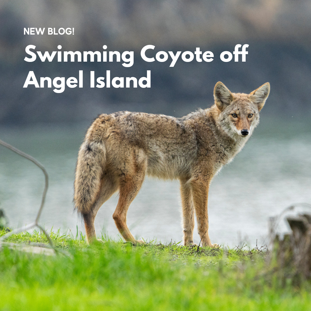 Swimming Coyote Off Angel Island Blog